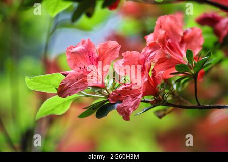 Rhododendron flowers in Spring season Stock Photo