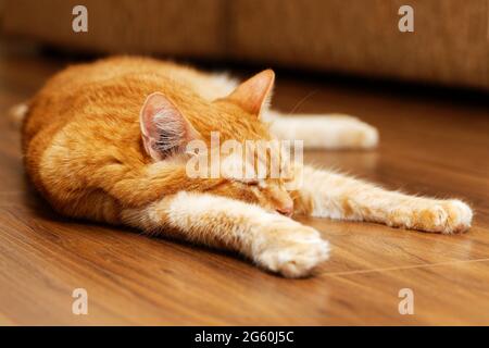 Closeup portrait of a red cat lying on a wooden floor and sleep.  Shallow focus. Stock Photo
