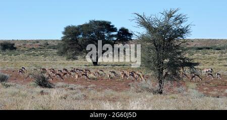 Herd of Springbok grazing on open veld Stock Photo