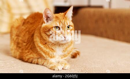 Closeup portrait of ginger domestic cat lying on the sofa. Shallow focus. Stock Photo