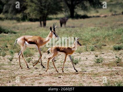 Mom and baby Springbok walking. Stock Photo