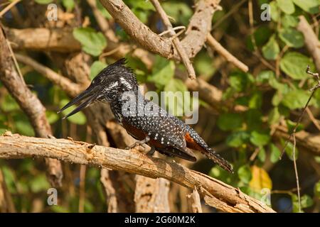 A female giant kingfisher, Megaceryle maxima, looks for food. Stock Photo