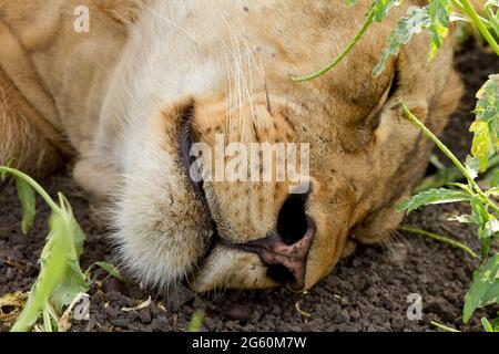 A close up view of a male lion's nose and mouth while it sleeps. Stock Photo