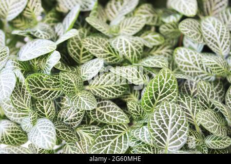 Tropical houseplant Fittonia albivenis, also known as mosaic plant. Stock Photo