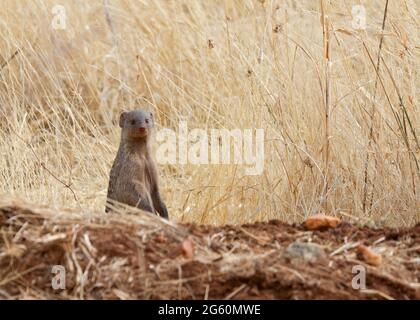 A banded mongoose, Mungos mungo, looks out from behind a hill of dirt. Stock Photo