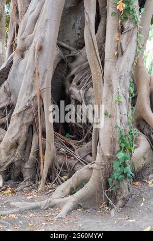 Burrow at the root of a tree. Long big roots of a tree in a park outdoors. Stock Photo