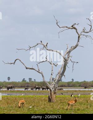 Impala graze in the foreground while elephants walk by behind them. Stock Photo