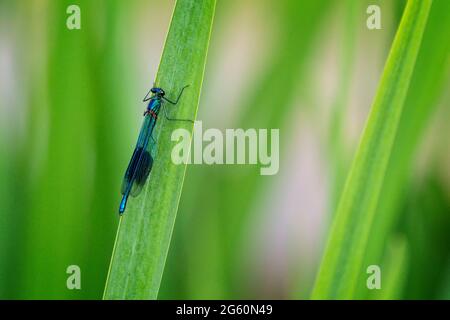 Close up of a damsel fly (agrion splendens) perched on blade of green grass Stock Photo
