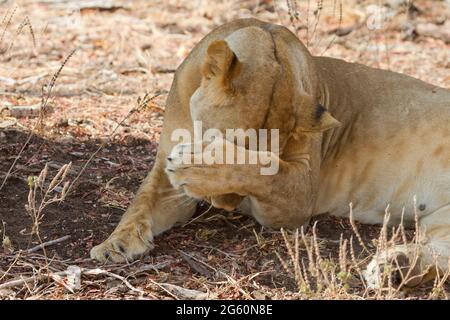 A lioness, Panthera leo, covers her face with her paw. Stock Photo