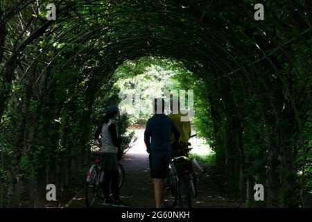 Green tunnel passage made of overgrown plants and green leaves. Arched hedge made from pergola in a garden Stock Photo