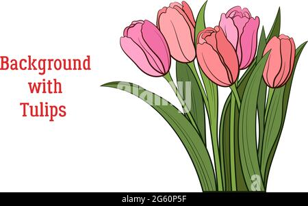 Tulips Pink and Red Flowers and Green Leaves Isolated on a White, Holiday Background. Vector Stock Vector