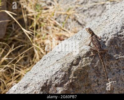 A female agama lizard looks up at the camera. Stock Photo
