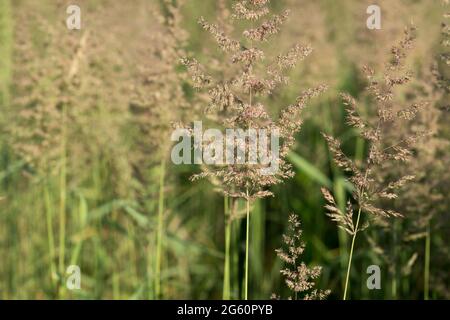 Agrostis capillaris, common bent grass in meadowcloseup selective focus Stock Photo