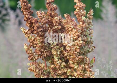 Rumex alpinus, monk's-rhubarb flowers in meadow closeup selective focus Stock Photo