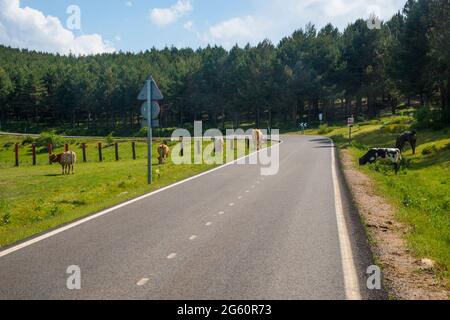 Cows by the road. La Morcuera mountain pass, Sierra de Guadarrama National Park, Madrid province, Spain. Stock Photo