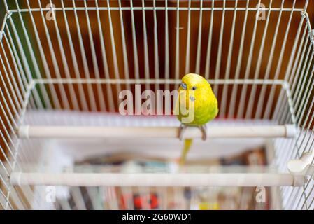 Cute little parakeet budgie at home Stock Photo