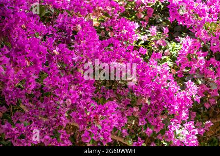 Pink purple bougainvillea spectabilis blooming background. Thorny wild tropical vine plant with green leaves. Bush, flowers in springtime. Stock Photo