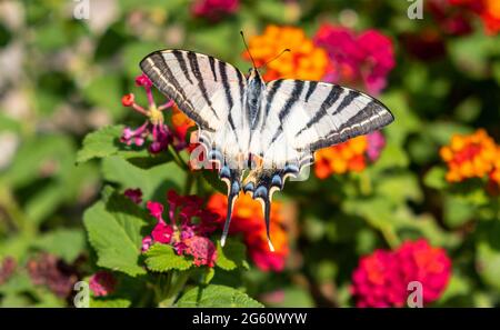 Swallowtail butterfly on lantana red orange color flowers. Lepidoptera family insect feeding on a blooming garden in a Greek island, Cyclades Greece. Stock Photo