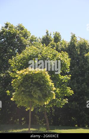 Little maple tree in the background of other green deciduous trees and blue sky on a sunny summer day in Kaunas, Lithuania Stock Photo