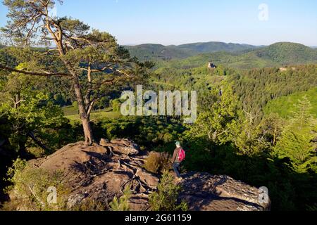 France, Bas Rhin, Parc Naturel Regional des Vosges du Nord (Northern Vosges Regional Natural Park, Wingen, Krappenfels rock and Fleckenstein castle ruins dated 12th century in the background (aerial view) Stock Photo