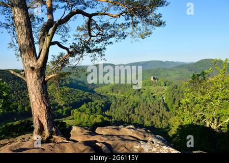 France, Bas Rhin, Parc Naturel Regional des Vosges du Nord (Northern Vosges Regional Natural Park, Wingen, Krappenfels rock and Fleckenstein castle ruins dated 12th century in the background Stock Photo