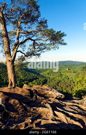 France, Bas Rhin, Parc Naturel Regional des Vosges du Nord (Northern Vosges Regional Natural Park, Wingen, Krappenfels rock and Fleckenstein castle ruins dated 12th century in the background Stock Photo