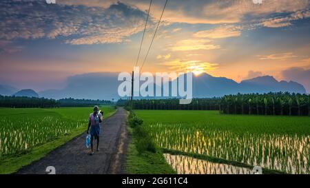 A village former with beautiful landscape growing Paddy rice field with mountain and sunrise background. Stock Photo