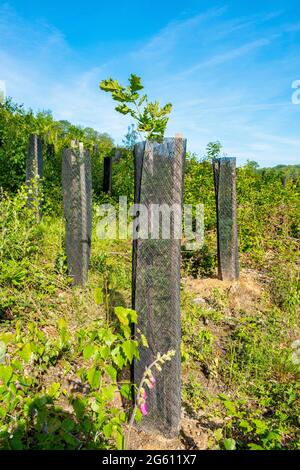 France, Val d'Oise, Montmorency Forest, young oak plants protected from game by a net, replanting following the cutting of chestnut trees that died from ink disease Stock Photo