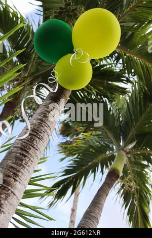 Balloons tied with a white ribbon on a palm tree. Tropical party.  Stock Photo