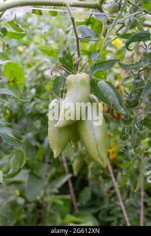 France, Ille et Vilaine, Corps Nuds, La Lande aux Pitois, Rocambole gardens, Artistic vegetable and botanical gardens in organic farming, A meeting between art and Nature, Cultivation of tomatoes sp. and eggplant (Solanum melongena), in greenhouse Stock Photo