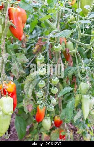 France, Ille et Vilaine, Corps Nuds, La Lande aux Pitois, Rocambole gardens, Artistic vegetable and botanical gardens in organic farming, A meeting between art and Nature, Cultivation of tomatoes sp. and eggplant (Solanum melongena), in greenhouse Stock Photo