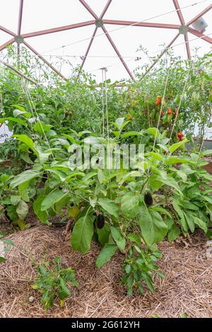 France, Ille et Vilaine, Corps Nuds, La Lande aux Pitois, Rocambole gardens, Artistic vegetable and botanical gardens in organic farming, A meeting between art and Nature, Cultivation of tomatoes sp. and eggplant (Solanum melongena), in greenhouse Stock Photo