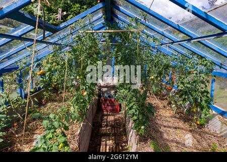 France, Ille et Vilaine, Corps Nuds, La Lande aux Pitois, Rocambole gardens, Artistic vegetable and botanical gardens in organic farming, A meeting between art and Nature, Cultivation of tomatoes sp., in greenhouse Stock Photo