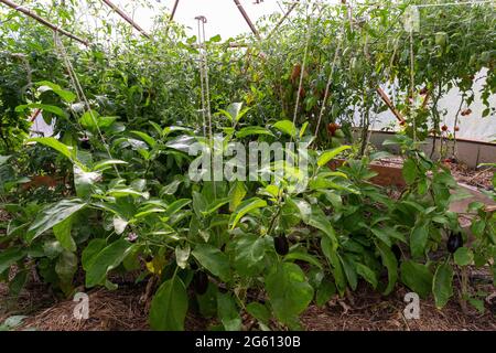 France, Ille et Vilaine, Corps Nuds, La Lande aux Pitois, Rocambole gardens, Artistic vegetable and botanical gardens in organic farming, A meeting between art and Nature, Cultivation of tomatoes sp. and eggplant (Solanum melongena), in greenhouse Stock Photo