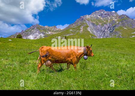 France, Savoie, Champagny-en-Vanoise, Tarentaise cow or Tarine, grazing in the alpine meadows above Champagny en Vanoise Stock Photo