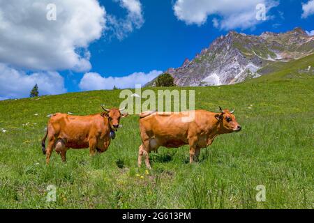 France, Savoie, Champagny-en-Vanoise, Tarentaise cow or Tarine, grazing in the alpine meadows above Champagny en Vanoise Stock Photo