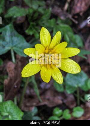 Raindrops on Lesser Celandine also known as pilewort Stock Photo