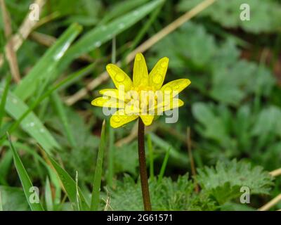 Raindrops on Lesser Celandine also known as pilewort Stock Photo
