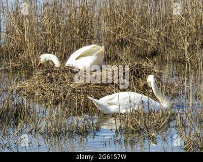 swans building a nest in the reeds ready for breeding Stock Photo