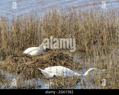 swans building a nest in the reeds ready for breeding Stock Photo