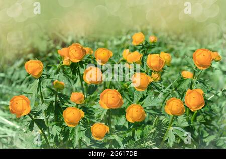 Orange flowers of a swimsuit on a forest glade. Selective Focus Stock Photo