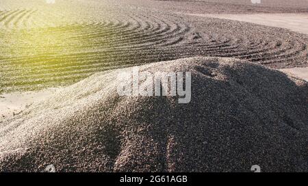 Coffee bean drying in a yard - Sun-dried coffee - natural coffee drying Stock Photo