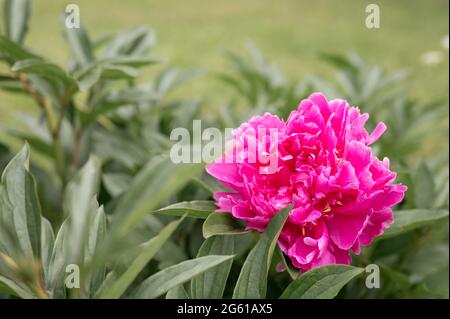 pink peony flower head in full bloom on a background of green leaves and grass in the floral garden on a sunny summer day Stock Photo