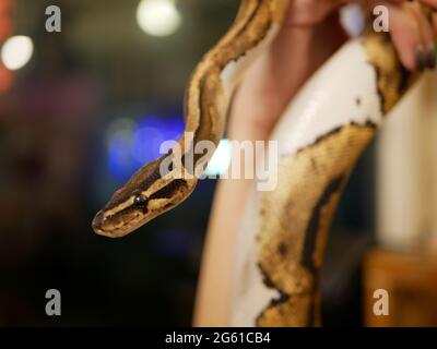 Ball python snake up close in hand, Python regius Stock Photo - Alamy