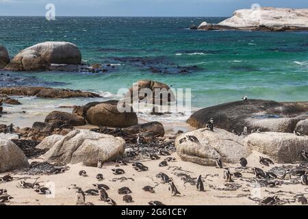 The view of rocky boulder beach with colony of African penguin or Jackass penguin at Boulder Beach in Simon's Town, South Africa. Stock Photo