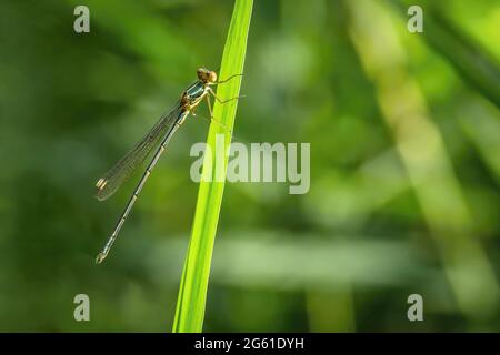 Close up image of a thin green, yellow and brown damselfly, Chalcolestes viridis, with transparent wings holding onto grass. Sunny summer day. Stock Photo