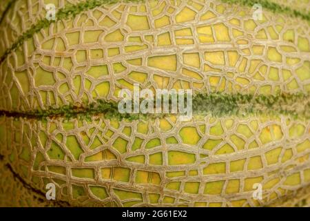 Melon skin texture close up. Summer background Stock Photo