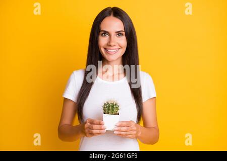 Photo of adorable charming young woman dressed white t-shirt holding green cactus pot isolated yellow color background Stock Photo