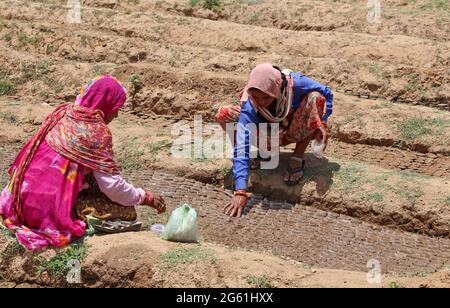 Beawar, India. 01st July, 2021. Women workers putting seeds in soil bags at a nursery of forest department, ahead of the rainy season in Beawar. (Photo by Sumit Saraswat/Pacific Press) Credit: Pacific Press Media Production Corp./Ģ����ý Live News Stock Photo