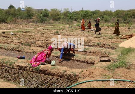 Beawar, India. 01st July, 2021. Women workers putting seeds in soil bags at a nursery of forest department, ahead of the rainy season in Beawar. (Photo by Sumit Saraswat/Pacific Press) Credit: Pacific Press Media Production Corp./Ģ����ý Live News Stock Photo